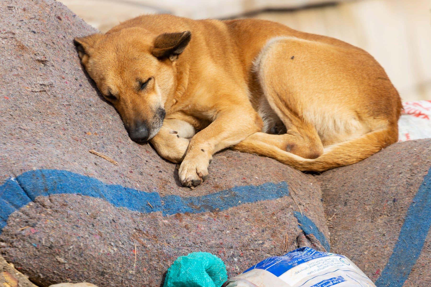 Ein Straßenhund schläft zusammengerollt neben Müll in der Medina von Fès, Marokko.